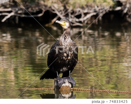 カワウのアップ 74833425