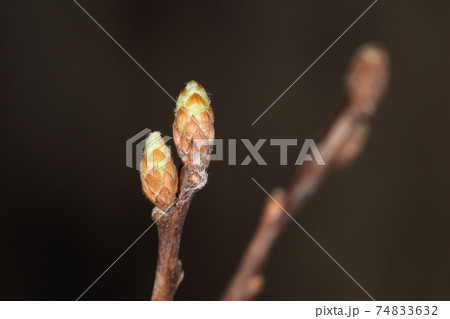 自然 植物 コデマリ、冬芽と葉痕。二月半ば。冬芽が膨らみはじめ緑色が顔をのぞかせます 自然 植物 コデマリ、冬芽と葉痕。二月半ば。冬芽が膨らみはじめ緑色が顔をのぞかせます 74833632