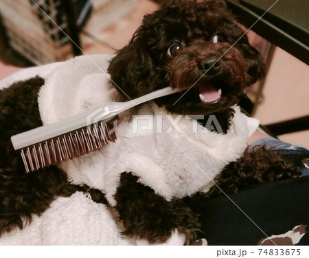 かわいい癒やしトイプー 74833675