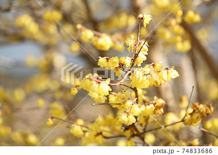 明日香村祝戸の蝋梅 74833686