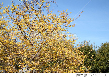 明日香村祝戸の蝋梅 74833804