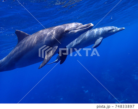 御蔵島のイルカ 御蔵島のイルカ 74833897