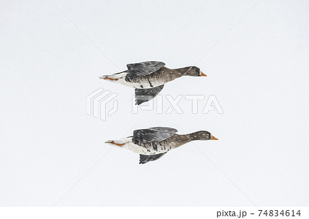 降雪の中を飛ぶマガン 74834614