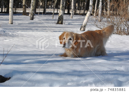 深い雪に埋もれた犬 74835881