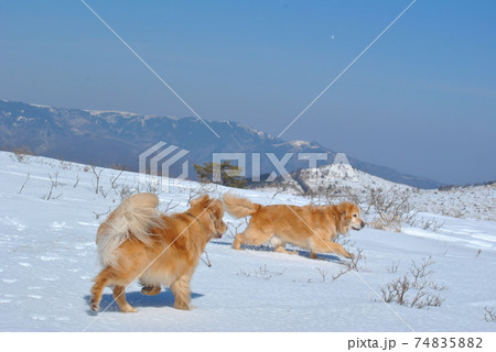 青空と雪山と犬たち 青空と雪山と犬たち 74835882
