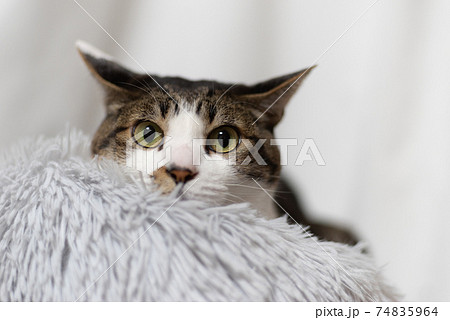 ふわふわなクッションでくつろぐ猫 キジトラ猫 ふわふわなクッションでくつろぐ猫 キジトラ猫 74835964