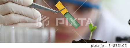 Gloved hand hold yellow indicator paper over sprout with forceps close-up. 74836106