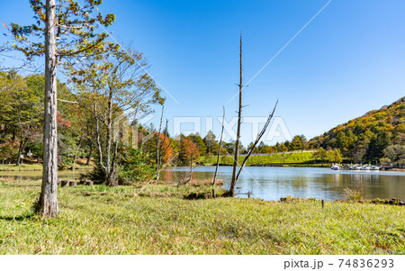 愛知・茶臼山高原の紅葉 74836293