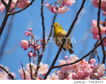 春うらら椿寒桜とメジロと青空 春うらら椿寒桜とメジロと青空 74836335