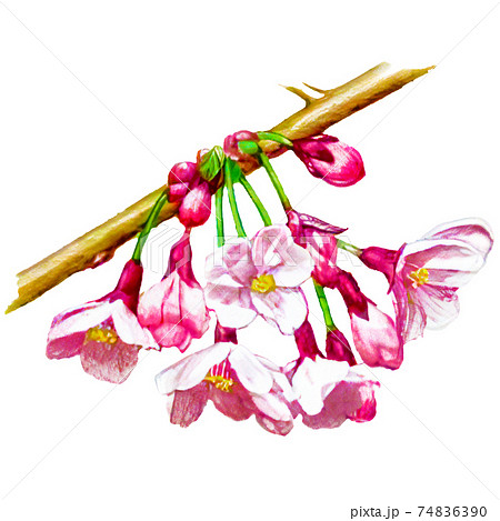 リアルな水彩風の桜の花のイラストのイラスト素材