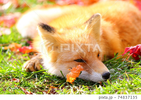 キタキツネ 74837135