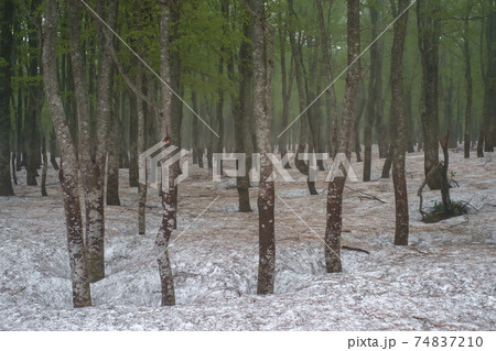 春を迎えるブナの森林 74837210