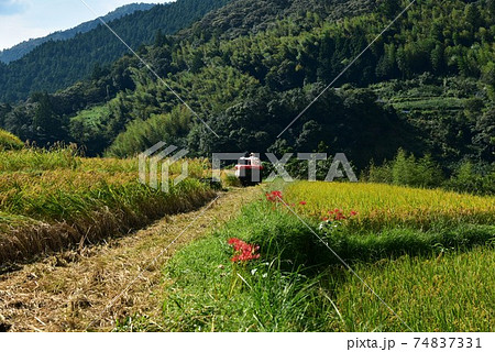高知県いの町上八川　山間の秋を彩る黄金色の稲の実り　 74837331