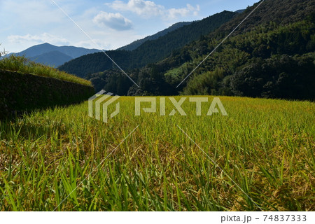 高知県いの町上八川　山間の秋を彩る黄金色の稲の実り　 74837333