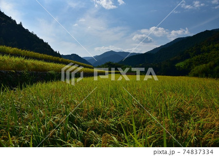高知県いの町上八川　山間の秋を彩る黄金色の稲の実り　 74837334