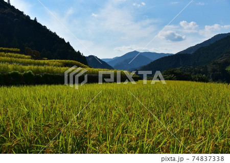 高知県いの町上八川　山間の秋を彩る黄金色の稲の実り　 74837338