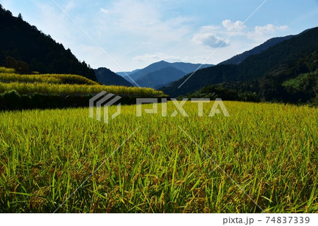 高知県いの町上八川　山間の秋を彩る黄金色の稲の実り　 74837339