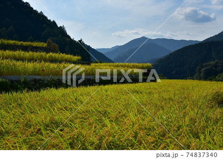 高知県いの町上八川　山間の秋を彩る黄金色の稲の実り　 74837340