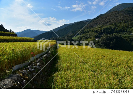 高知県いの町上八川　山間の秋を彩る黄金色の稲の実り　 74837343