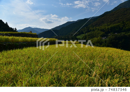 高知県いの町上八川　山間の秋を彩る黄金色の稲の実り　 74837346