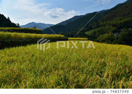 高知県いの町上八川　山間の秋を彩る黄金色の稲の実り　 74837349