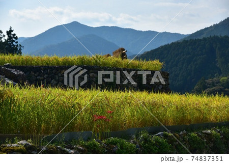 高知県いの町上八川　山間の秋を彩る黄金色の稲の実り　 74837351