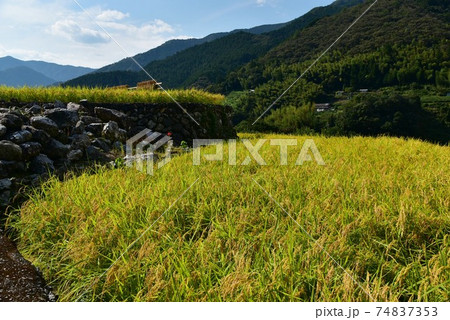 高知県いの町上八川　山間の秋を彩る黄金色の稲の実り　 74837353