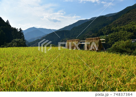 高知県いの町上八川　山間の秋を彩る黄金色の稲の実り　 74837364