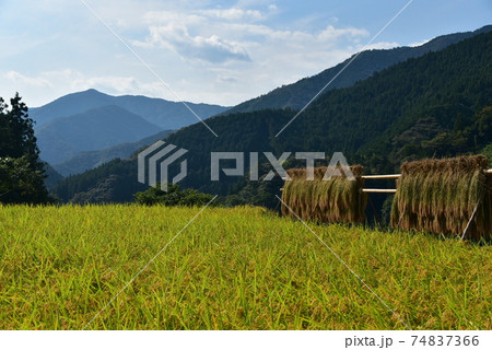 高知県いの町上八川　山間の秋を彩る黄金色の稲の実り　 74837366
