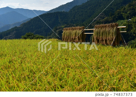 高知県いの町上八川　山間の秋を彩る黄金色の稲の実り　 74837373