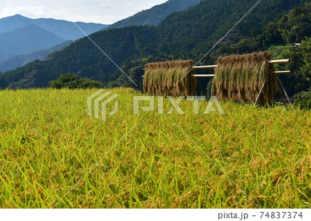 高知県いの町上八川　山間の秋を彩る黄金色の稲の実り　 74837374