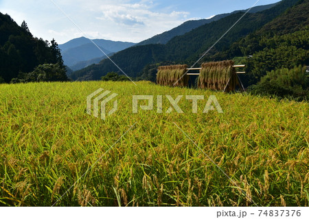 高知県いの町上八川　山間の秋を彩る黄金色の稲の実り　 74837376