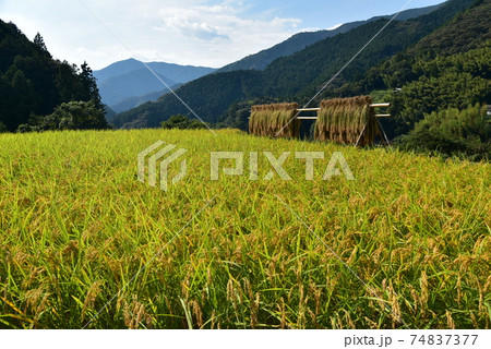 高知県いの町上八川　山間の秋を彩る黄金色の稲の実り　 74837377