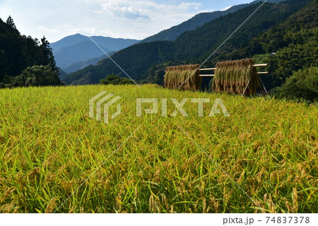 高知県いの町上八川　山間の秋を彩る黄金色の稲の実り　 74837378