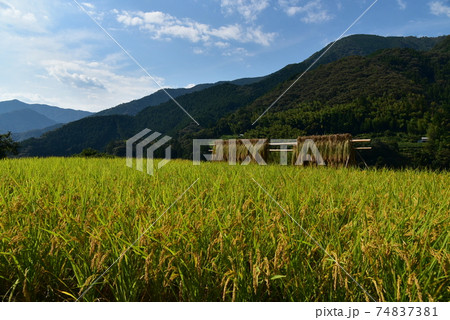 高知県いの町上八川　山間の秋を彩る黄金色の稲の実り　 74837381