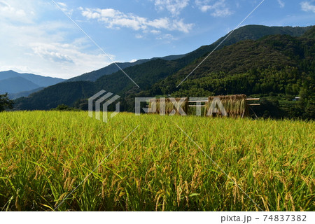 高知県いの町上八川　山間の秋を彩る黄金色の稲の実り　 74837382