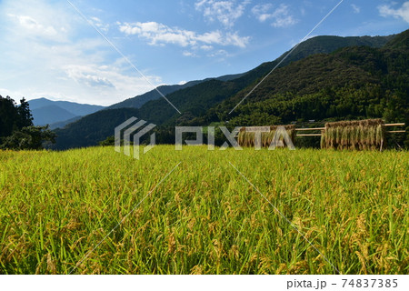 高知県いの町上八川　山間の秋を彩る黄金色の稲の実り　 74837385