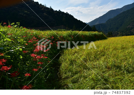 高知県いの町上八川　山間の秋を彩る黄金色の稲の実り　 74837392