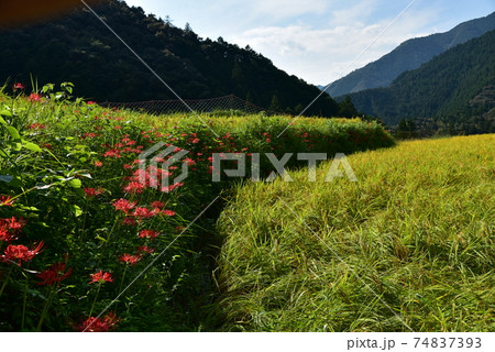 高知県いの町上八川　山間の秋を彩る黄金色の稲の実り　 74837393