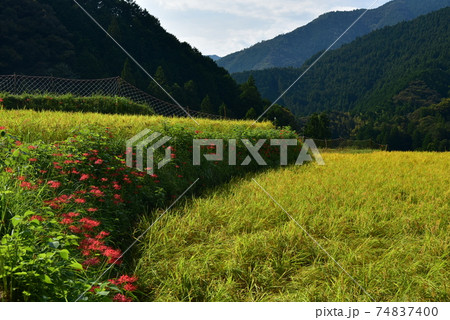 高知県いの町上八川　山間の秋を彩る黄金色の稲の実り　 74837400