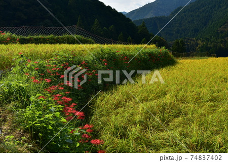高知県いの町上八川　山間の秋を彩る黄金色の稲の実り　 74837402