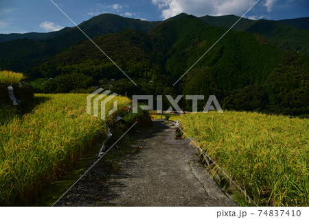 高知県いの町上八川　山間の秋を彩る黄金色の稲の実り　 74837410