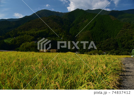 高知県いの町上八川　山間の秋を彩る黄金色の稲の実り　 74837412