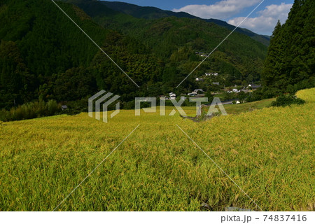 高知県いの町上八川 山間の秋を彩る黄金色の稲の実り 高知県いの町上八川 山間の秋を彩る黄金色の稲の実り 74837416