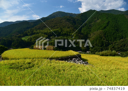 高知県いの町上八川　山間の秋を彩る黄金色の稲の実り　 74837419