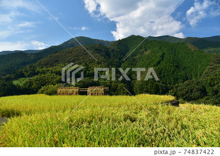高知県いの町上八川　山間の秋を彩る黄金色の稲の実り　 74837422