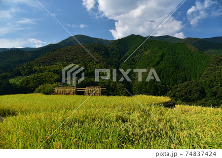 高知県いの町上八川　山間の秋を彩る黄金色の稲の実り　 74837424