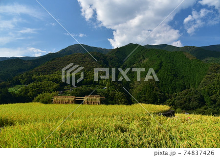 高知県いの町上八川　山間の秋を彩る黄金色の稲の実り　 74837426