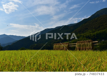 高知県いの町上八川　山間の秋を彩る黄金色の稲の実り　 74837433