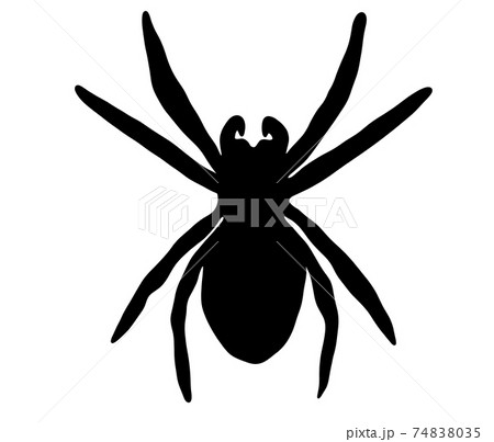 恐ろしい蜘蛛のシルエットのイラスト素材